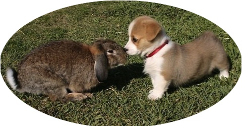 "What kind of doggie are you?" (http://pinterest.com)