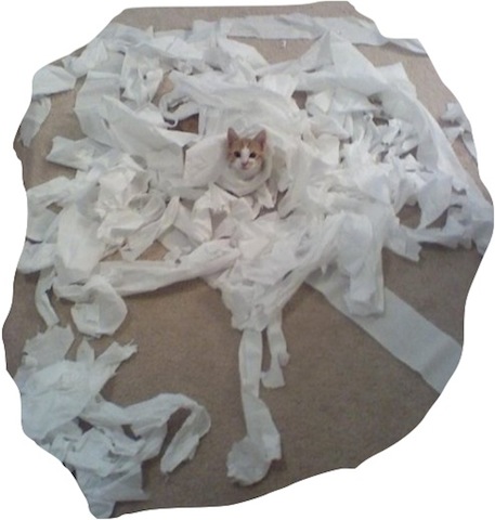 "Look at my purrrretty gown." (Photo credit: www.pleated-jean.com)