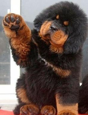 "High-5, everyone! Ciao! (http://boredomfiles.com)