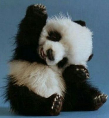 "Pandastic high-5" (http://www.pinterest.com)