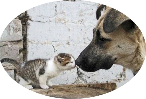 "Maori greeting" (http://anilol.com)