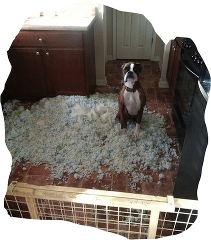 "See what claustrophobia made me do!" (Photo credit: www.awesomelycute.com)