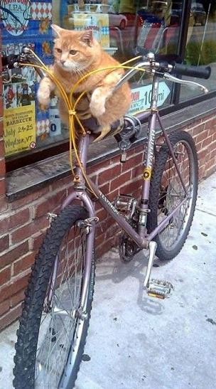 funny cat on bicycle