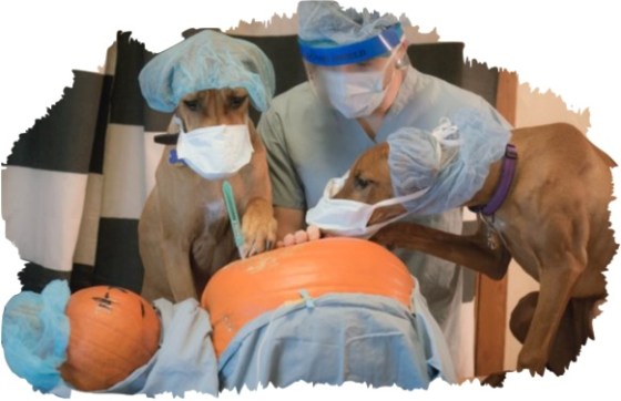 Photo credit: www.markingourterritory.wordpress.com