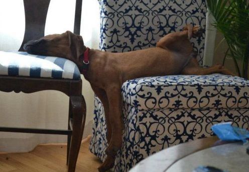 (Photo credit: www.amusingtime.com)