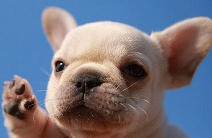 "Pawsome high-5" (http://www.pinterest.com)