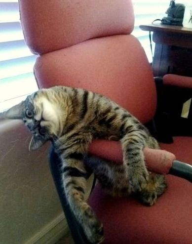 (Photo credit: www.idressingpets.com)