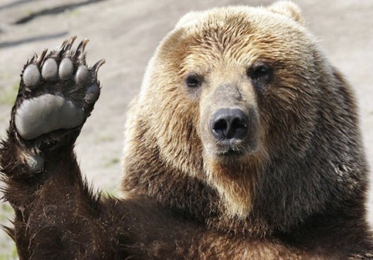  "Hope your Monday is bearable." http://wallpaperawesome.com