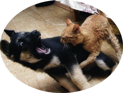 "You may be bigger, but I'm the boss." http://thefunniestfaces.com