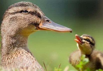 cute-duck-pictures-41