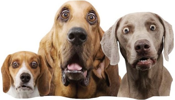 "We didn't do it!" http://deccanchronicle.com