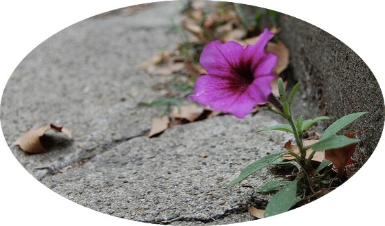 flower from a crack