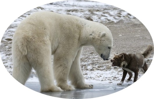 "I like your fighting spirit, little guy." http://elitereaders.com