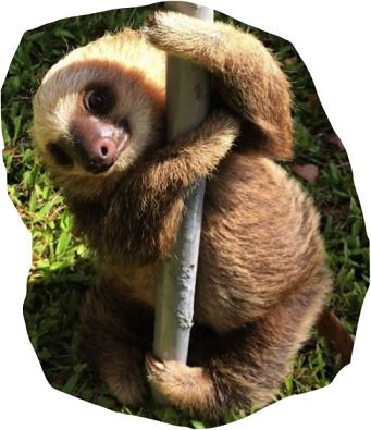 "Slow pole dancing" http://justcuteanimals.com