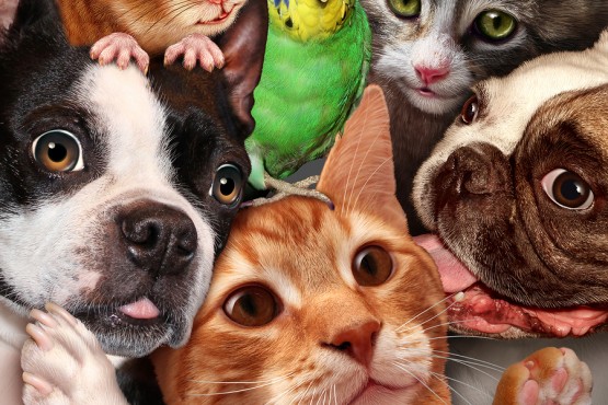 bigstock-Pet-Group-90298439-555x370