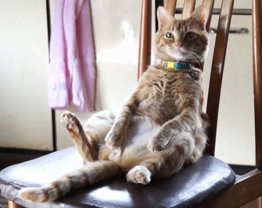 "The purrrrfect chairman" http://youtube.com