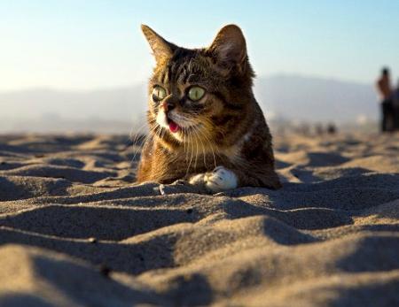 cat lying on sand