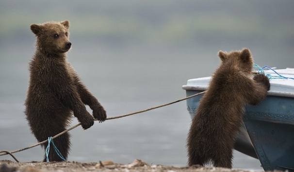 cute bears working together