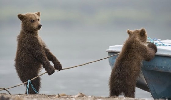 cute bears working together