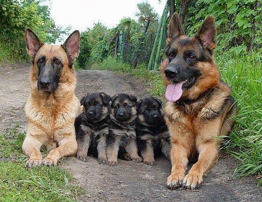 http://germanshepherdtribune.com