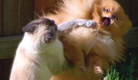 cat punching dog