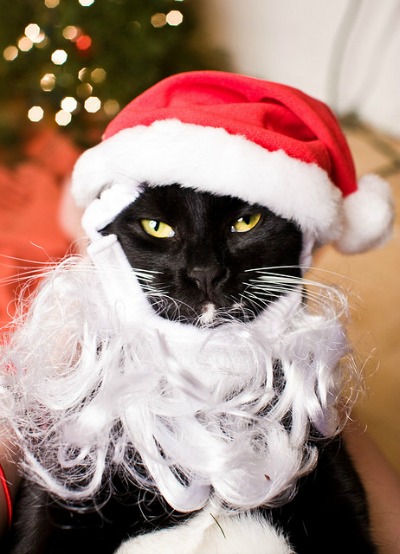 Cat-santa-hat-beard