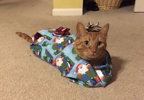 cat wrapped as gift