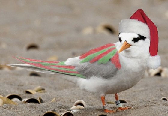 christmas bird