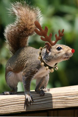 christmas squirrel