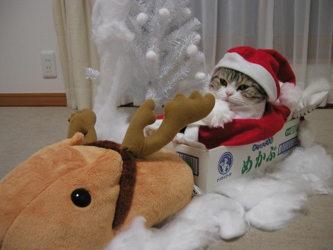 cute cat with reindeer