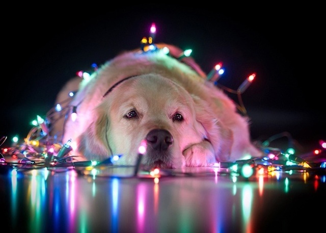 cute dog with christmas lights