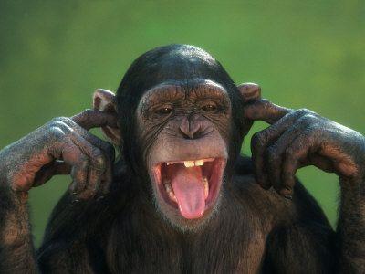 funny chimp