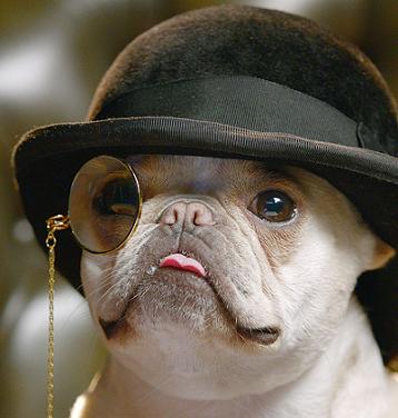 funny dog with hat