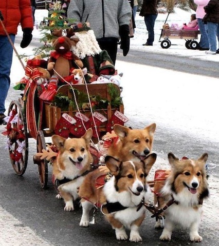 funny dogs with sledge