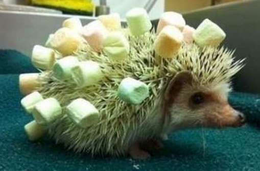 funny porcupine