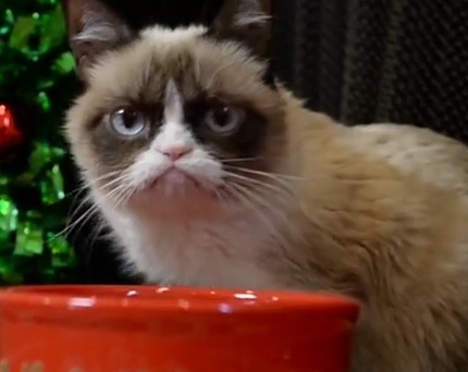 grumpy cat