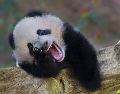 happy baby panda