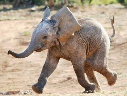 happy elephant