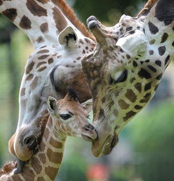 happy giraffe family
