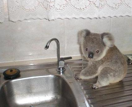 Koala-on-sink