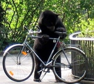 bear and bicycle