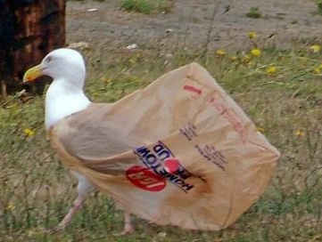 bird with plastic bag