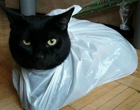 black cat in bag