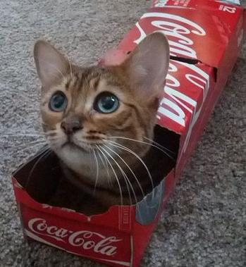 cat in coke box