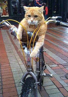 cat on bike