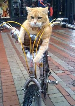 cat on bike