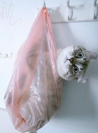 cute cat in plastic bag