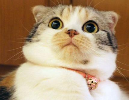 cute cat shocked
