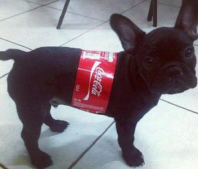 cute dog coke bottle