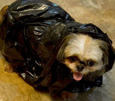 cute dog in garbage bag